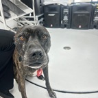 Rosco