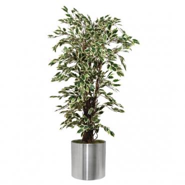 Bolero Ficus Exotica Variagated 1500mm - CC502